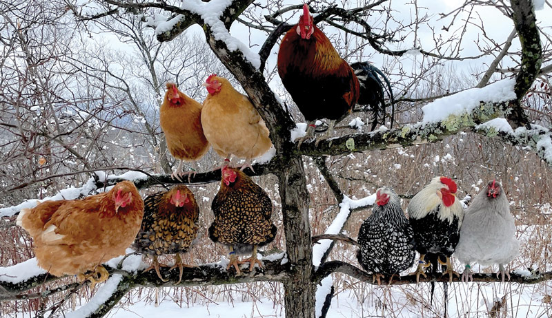 Best of Cluck