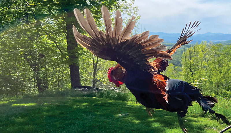 Best of Cluck