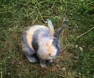 harlequin rabbit in grassy yard