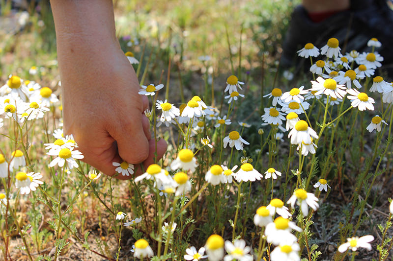 chamomile