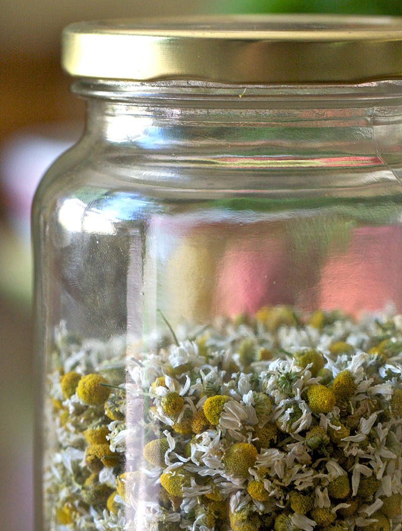 chamomile