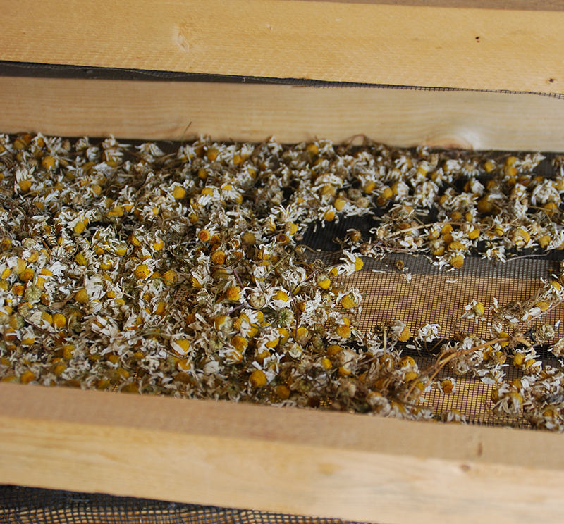 chamomile