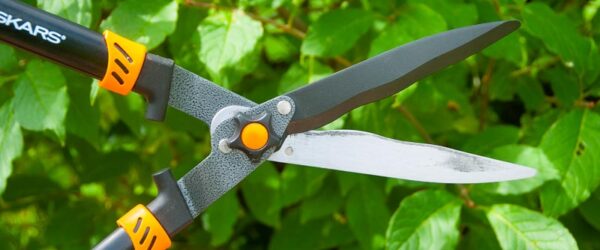 Hedge Trimmers Vs. Hedge Shears: What Do You Need?