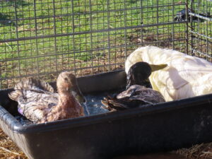 backyard ducks enjoying a swim in a baby pool