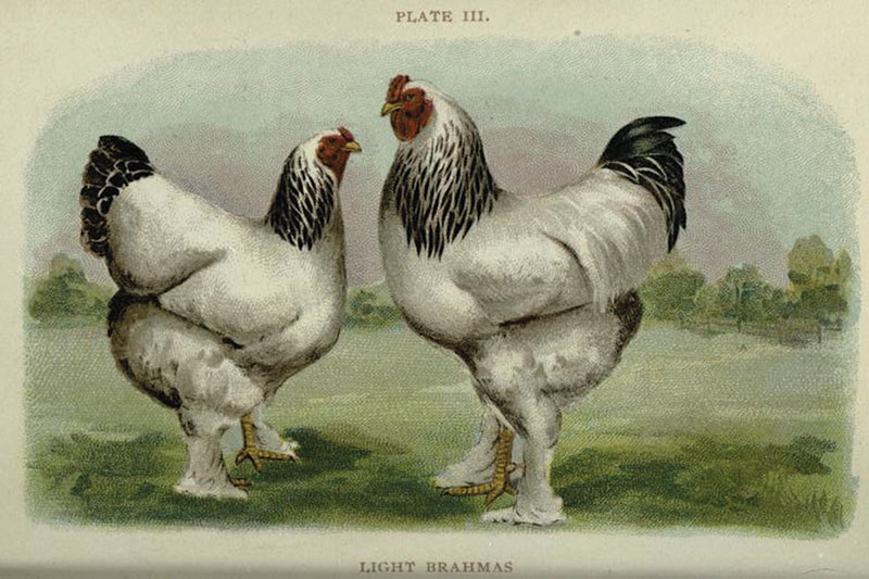 light brahmas historic chicken illustration