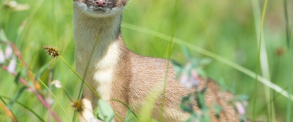 Duck Predators: How to Protect Ducks from Weasels