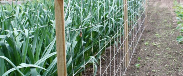 7 DIY Vertical Gardening Techniques for Healthier Veggies