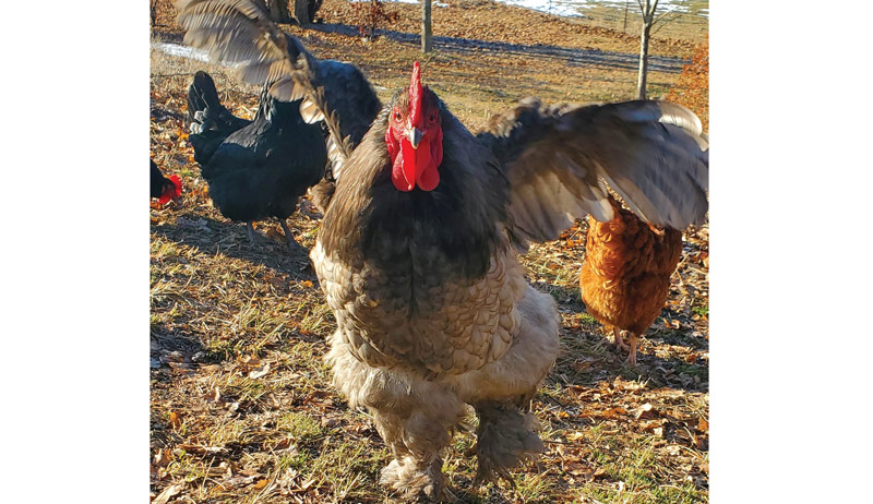 Best of Cluck