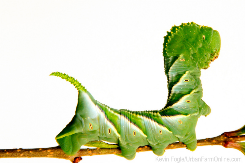 How to Control Hornworms - Photo by Kevin Fogle (UrbanFarmOnline.com)