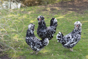 what-chickens-lay-white-eggs