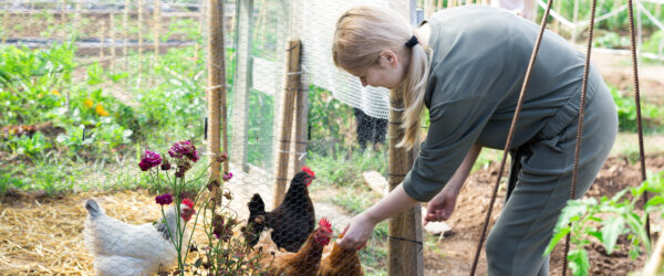 How to Prevent Bird Flu in Chickens