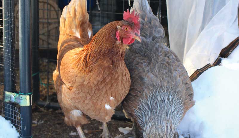 chickens winter cold