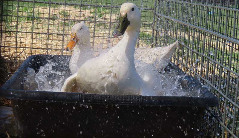 duck ducks water source sources