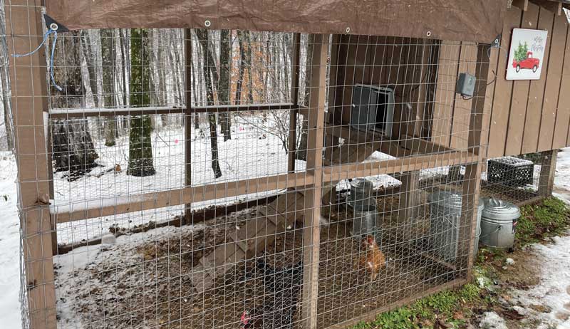 chicken flock