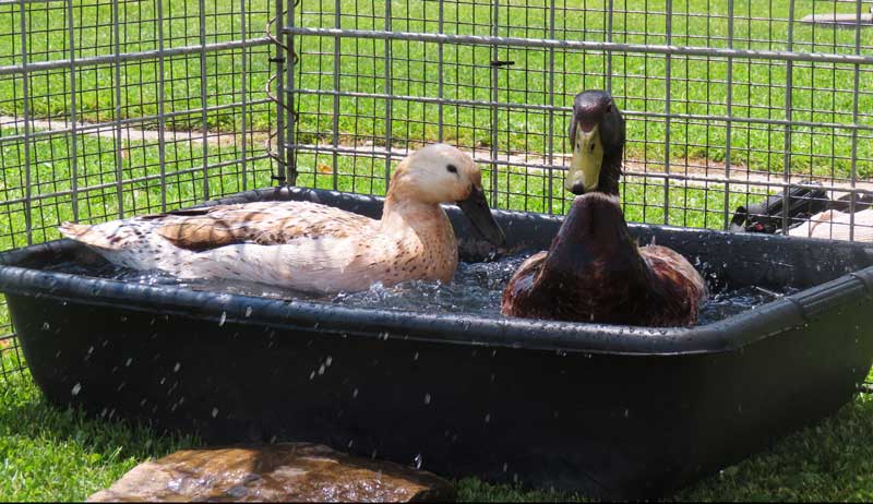 ducks metal toxicity poisoning