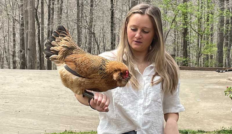 chicken flock