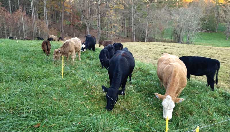 winter pasture livestock