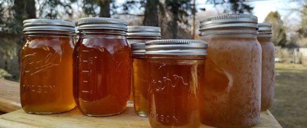 Freeze & Melt Maple Sap For Sweet Success! 