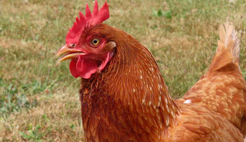 older hens hen