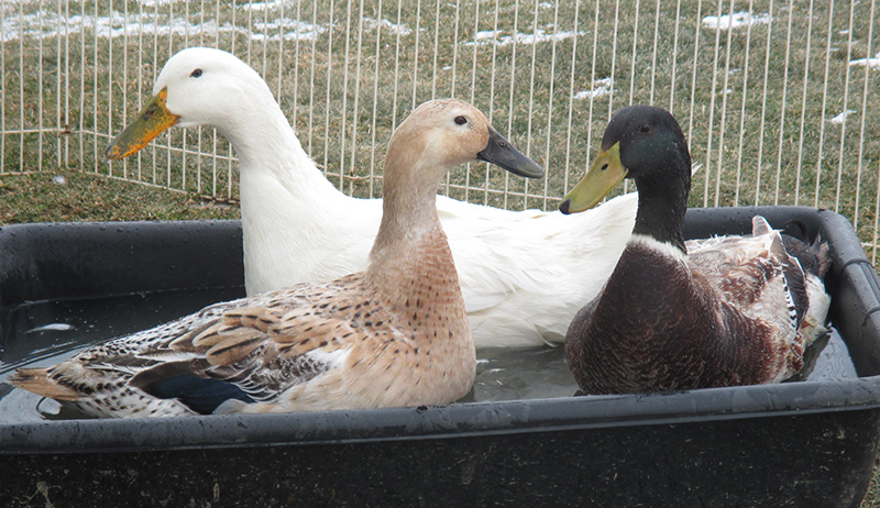 duck wading pool showing ducks need some sort of water but it doesn't have to be a pond