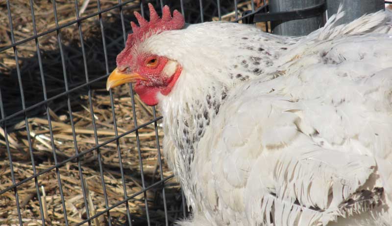 aging hens hen