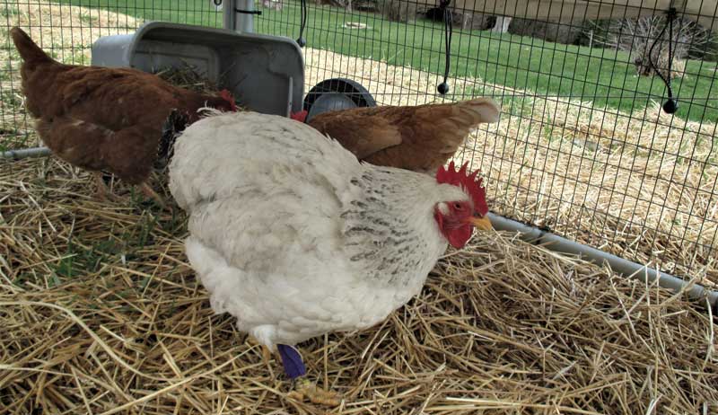 older hens hen