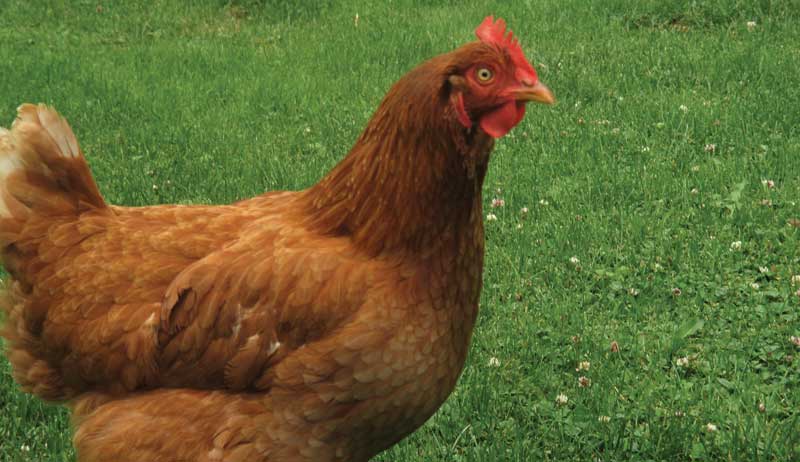 aging hens hen