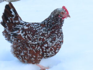 brown-egg-laying-chickens