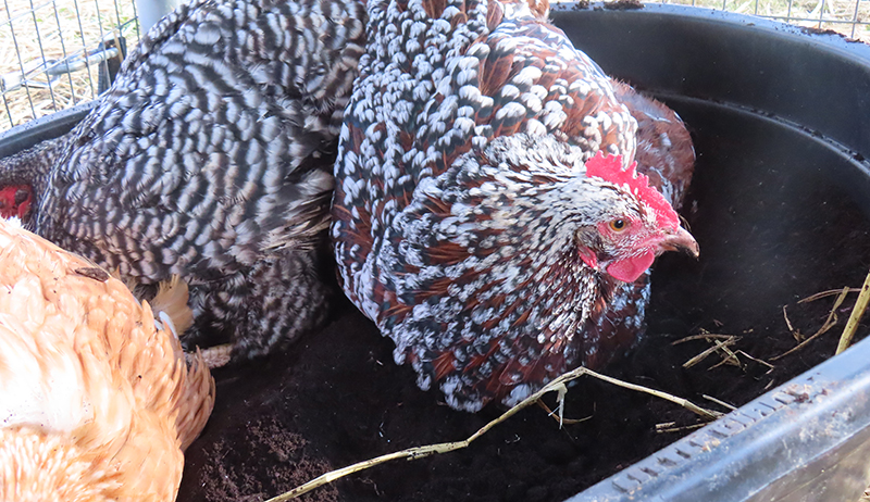 chicken-dust-bath