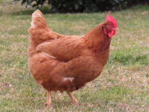 brown-egg-laying-chickens