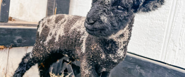 Farm Animal Pictures: How to Make Money With Each Click