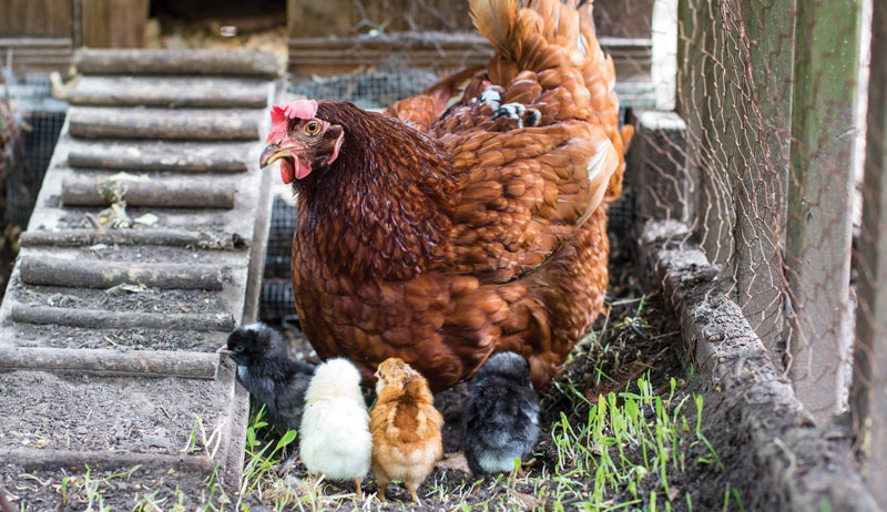 Best of Cluck