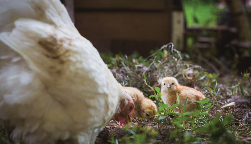Best of Cluck