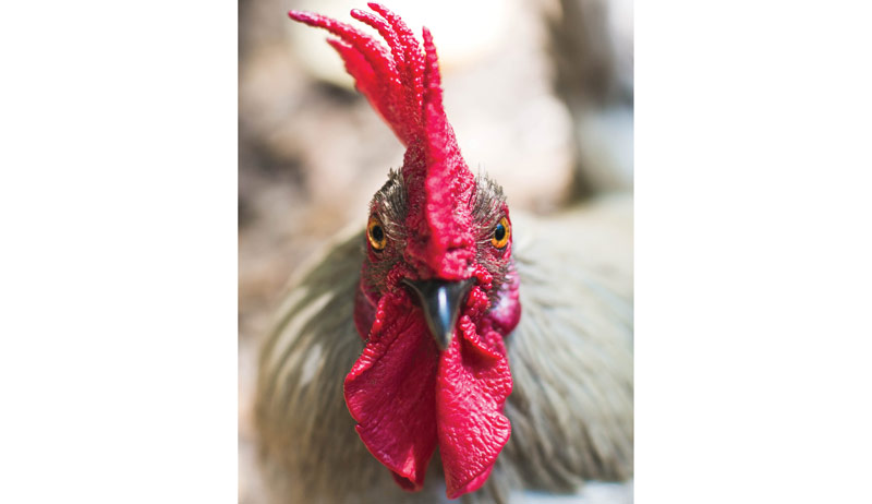 Best of Cluck