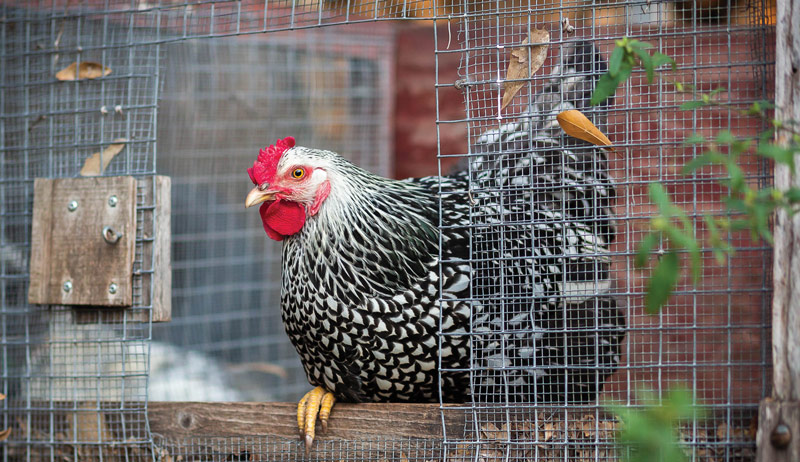 Best of Cluck