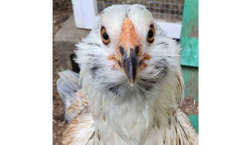 shutterclucks