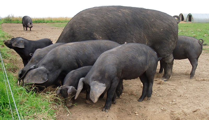 Pig Feed Conversion Efficiency Explained