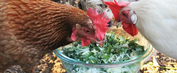 14 Homemade Treats for Chickens For A Happy, Healthy Flock