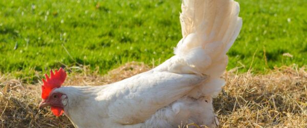 What Chickens Lay White Eggs: 8 Breeds for Your Flock
