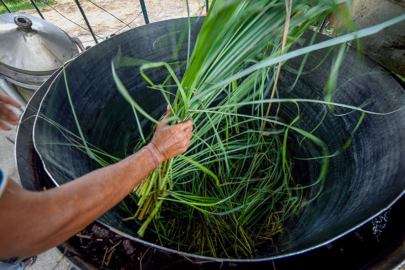 lemongrass essential oils
