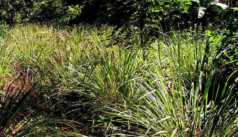 lemongrass