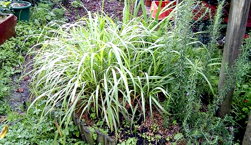 lemongrass