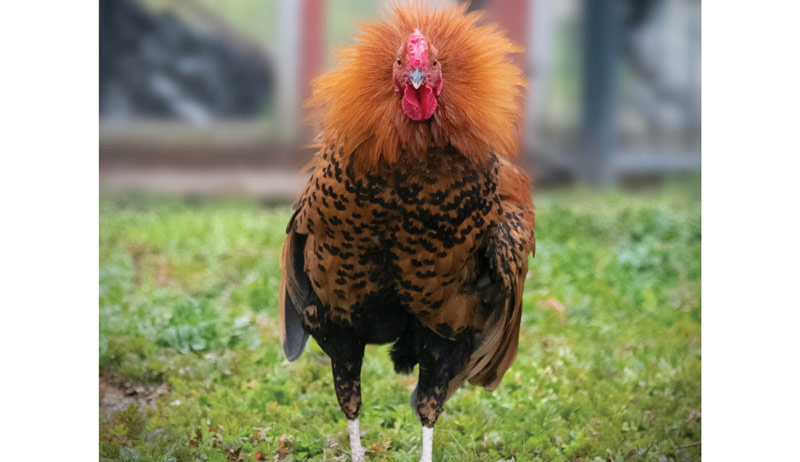 Best of Cluck