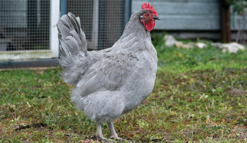 Best of Cluck