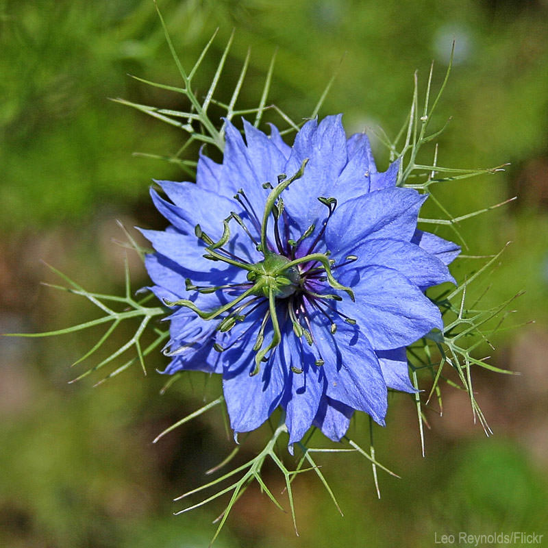 7 Self-Sowing Annuals I Love (HobbyFarms.com)