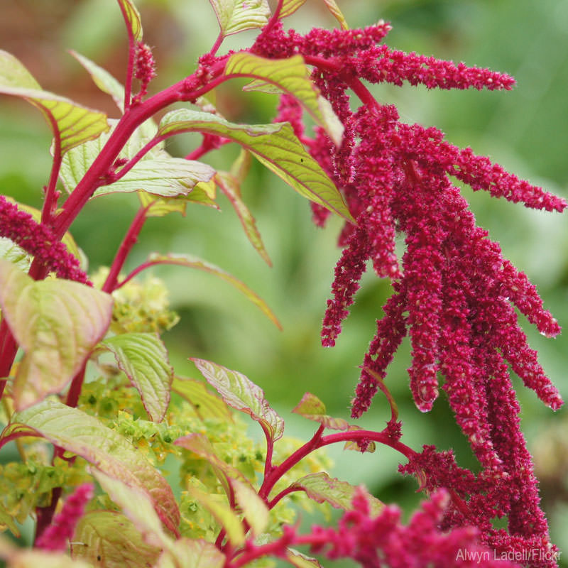 7 Self-Sowing Annuals I Love (HobbyFarms.com)