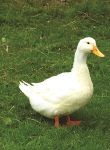 aylesbury-duck-standing-in-grass