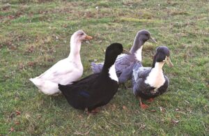 flock-of-swedish-ducks