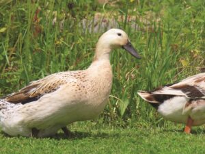lucky-duckies