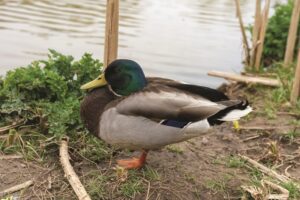 lucky-duckies